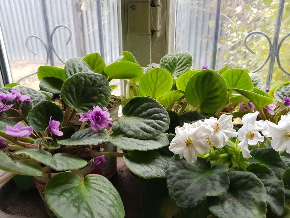 Комнатные цветы  разных размеров