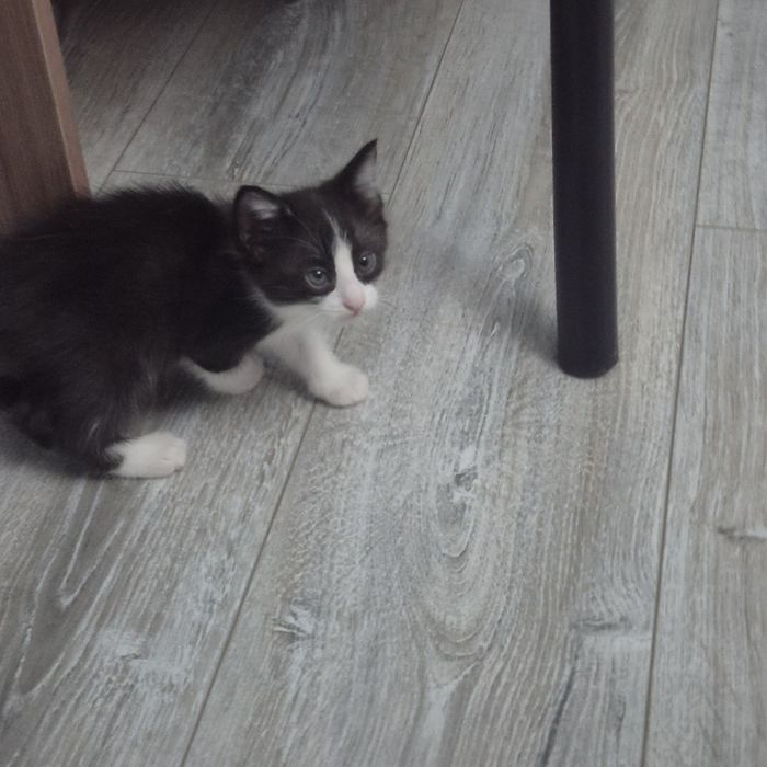 Отдам котят в хорошые руки