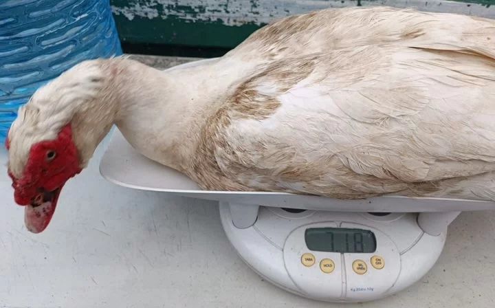 Муларды Утки Тяжелая линия