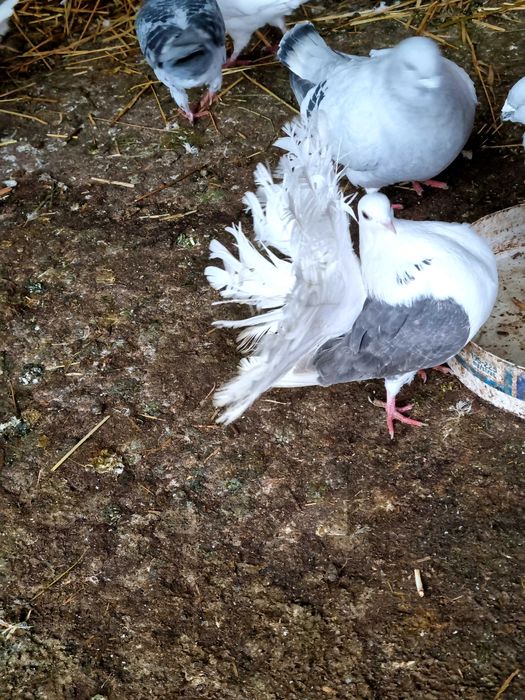 Porumbei rotati albi cu coada neagra,pescarusi chinezi,simi,standard