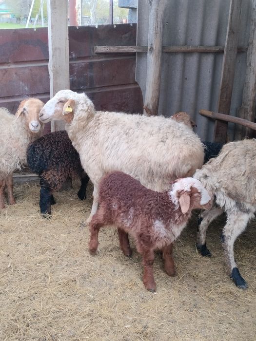 Қозылы қой сатылады!