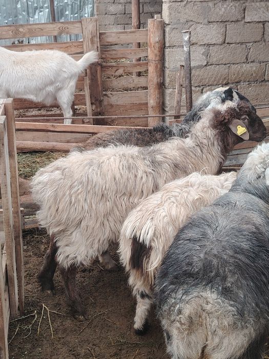 Токтылар бар семиз