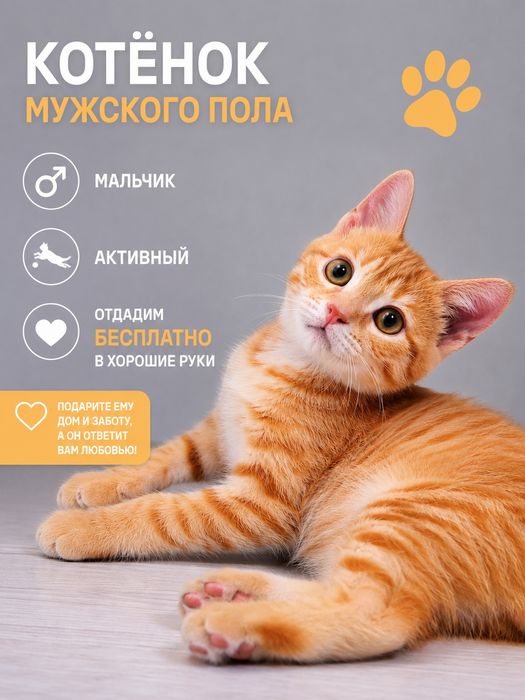 Отдадим в хорошие руки котенка