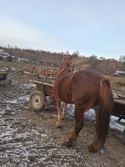 De vânzare o mânza