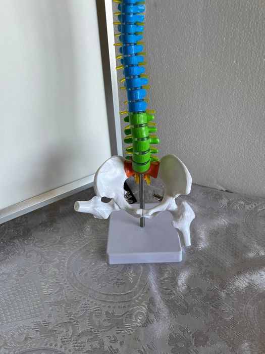 Анатомическая модель позвоночника человека (на подставке)