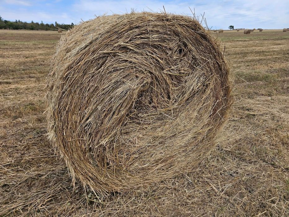 Vând baloți 120x140 2026 de fan certificat eco