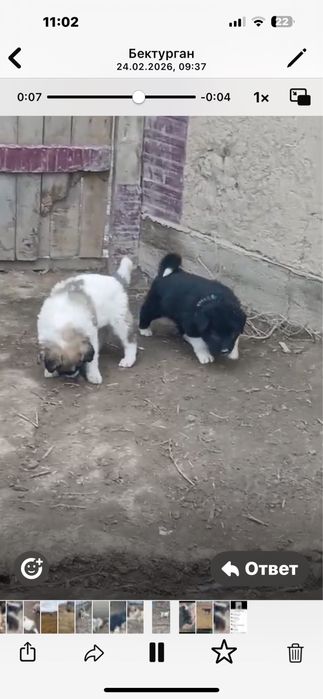 Тобет( Қазақы ит) күшіктері щенята