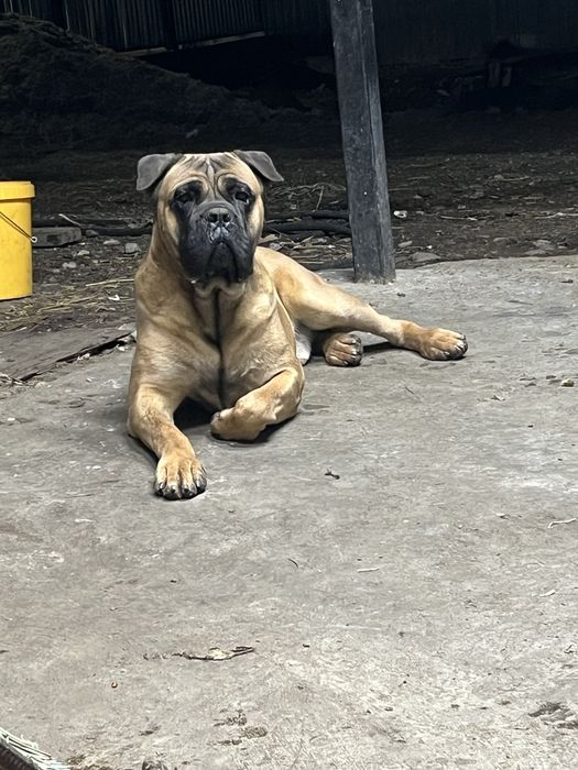 Продам очень умного кобеля