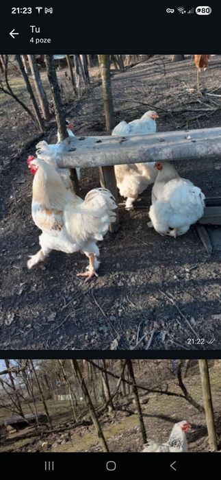 Vand un Cocos si  2 gaini rasa  BRAHMA din anul 2025.