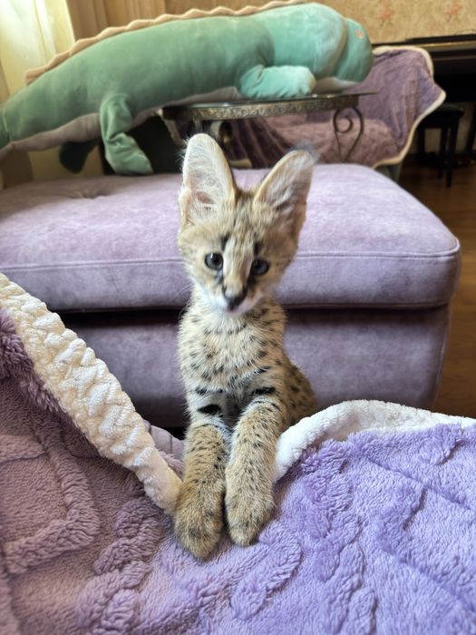 Сервал . Котенок сервала