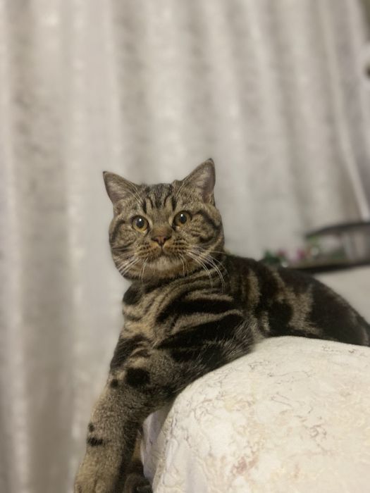 Отдам в добрые руки