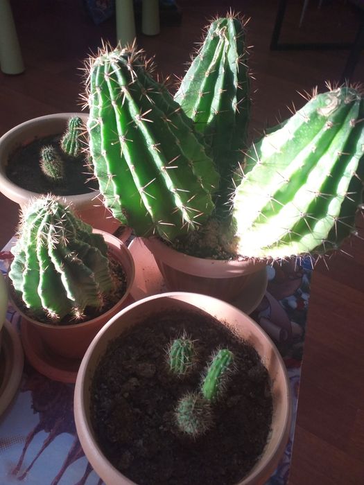 Большой колючий кактус