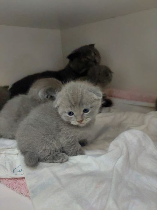 Продаються котята шотланские