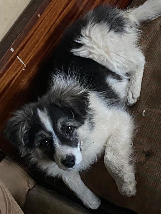 Ищем дом для мальчика