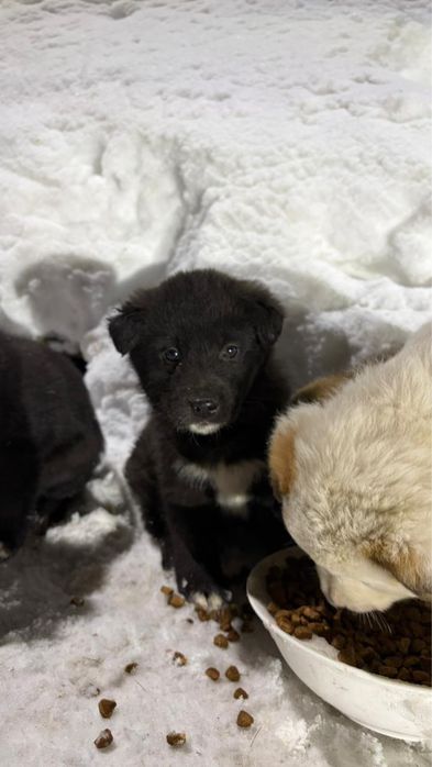 Отдам щенят в добрые руки