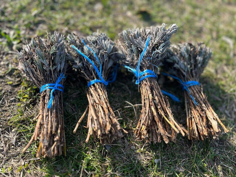 Лавандула / Резници