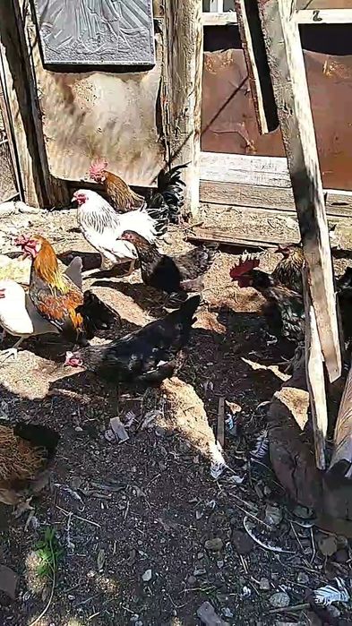 Курицы в мае будет год им