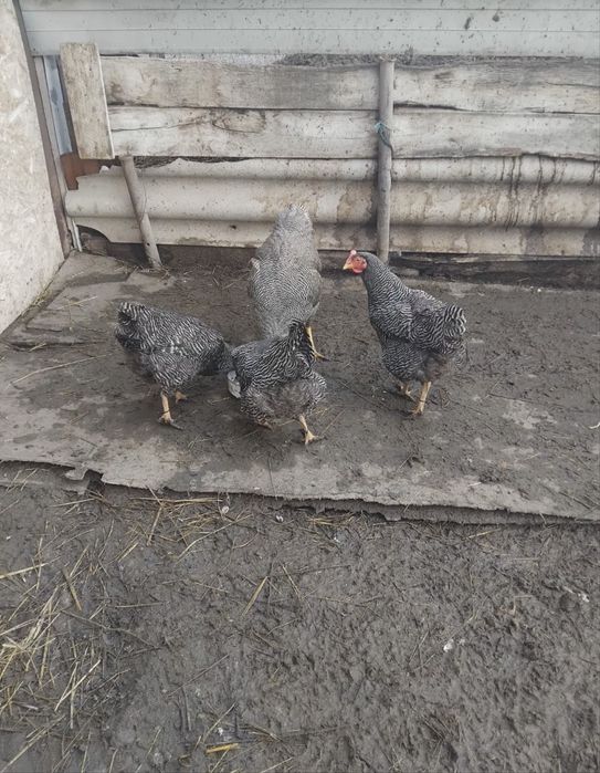 Vând găini și un cocoș