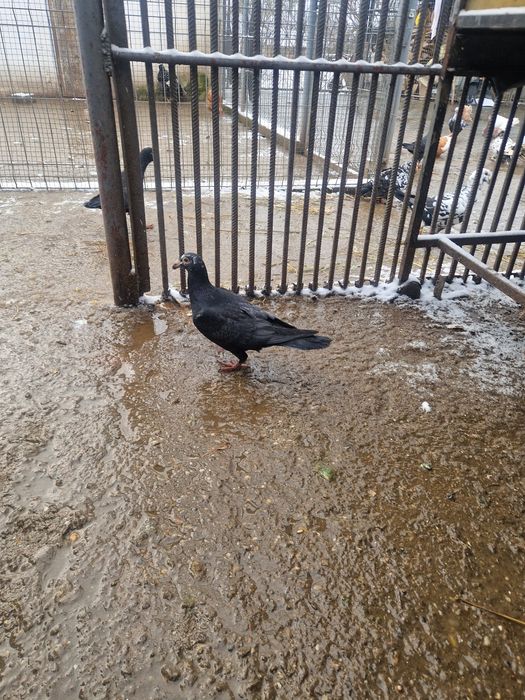 Porumbei  voiajori stil vechi ,