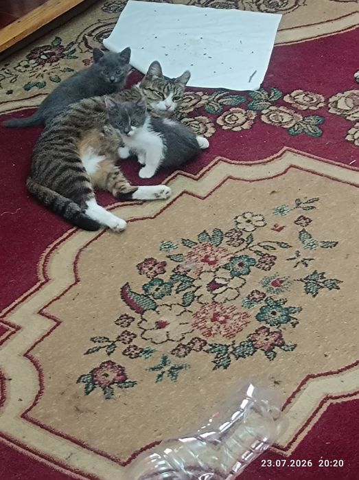 Отдам котят даром