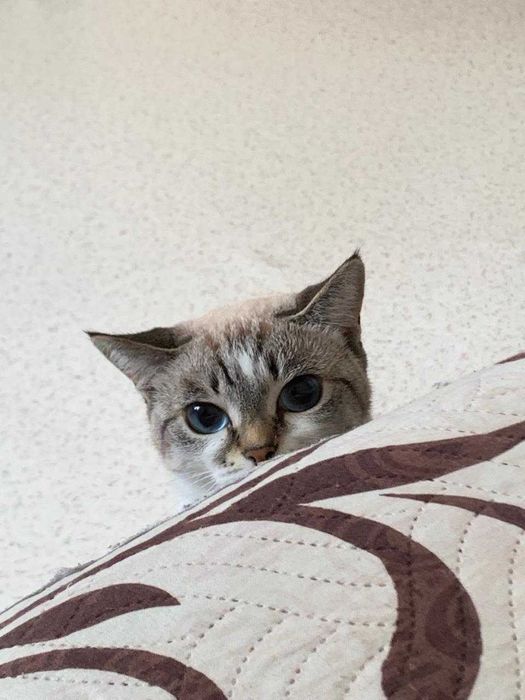 В добрые руки отдаем