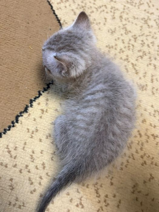 отдам котят в хорошие руки