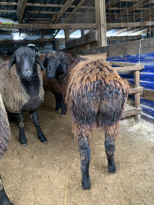 Тоқты,қой тиімді бағада