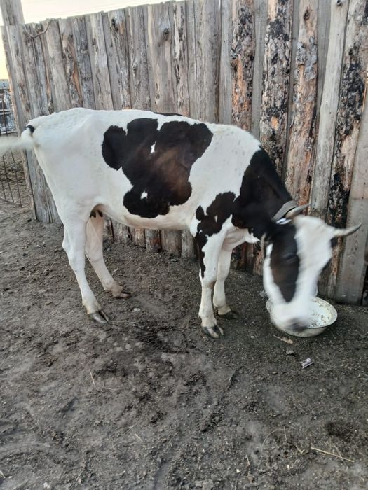 Продам 3 коровы