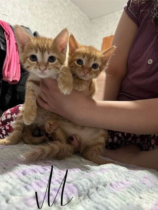 Отдам шустрых котят