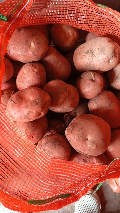Картошка картофель