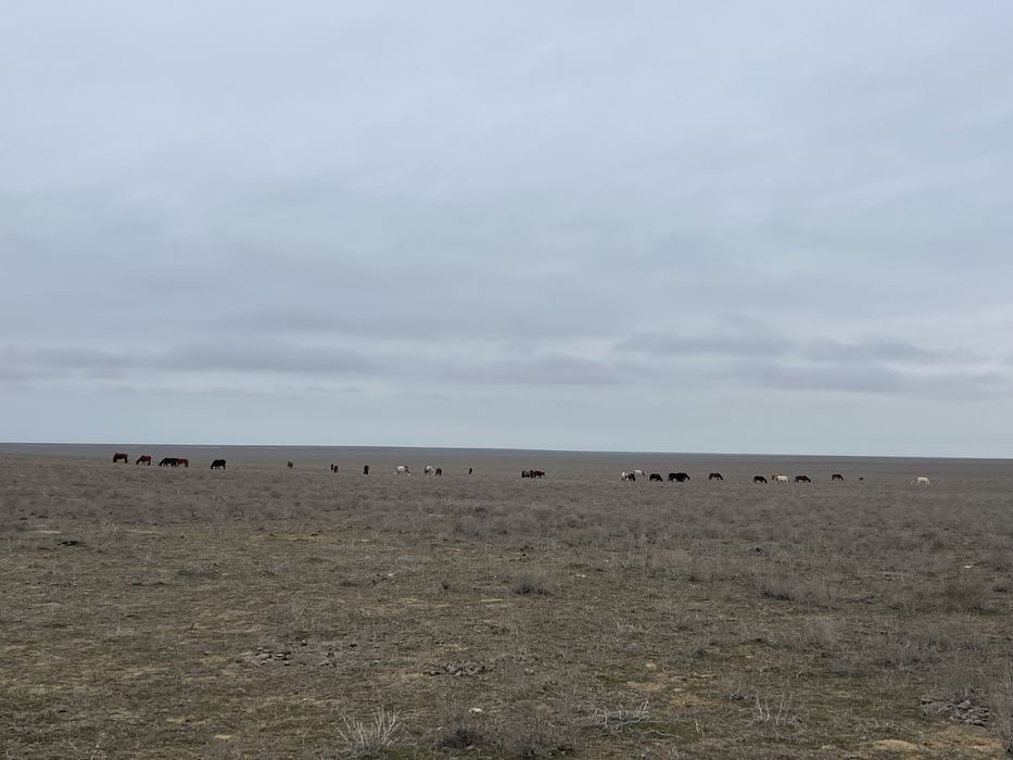 Үйір жылқы сатылады