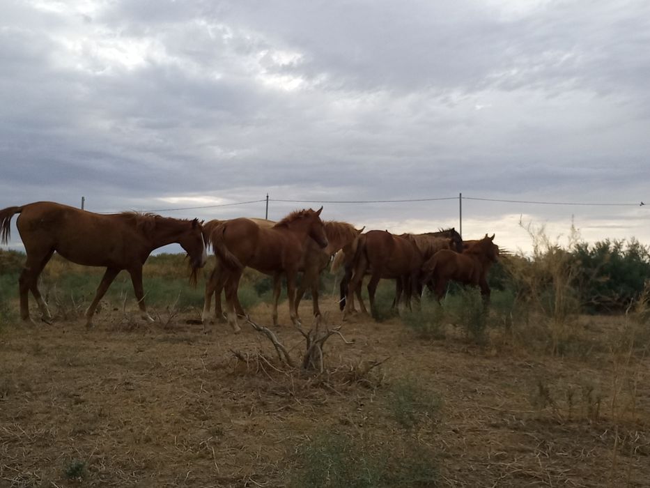Кушум Жабағы сатылады