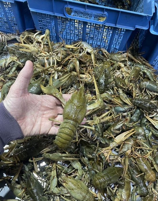 раки живые раки раки