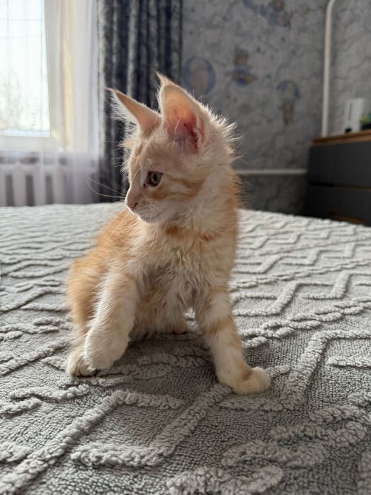 Продам котенка породистый