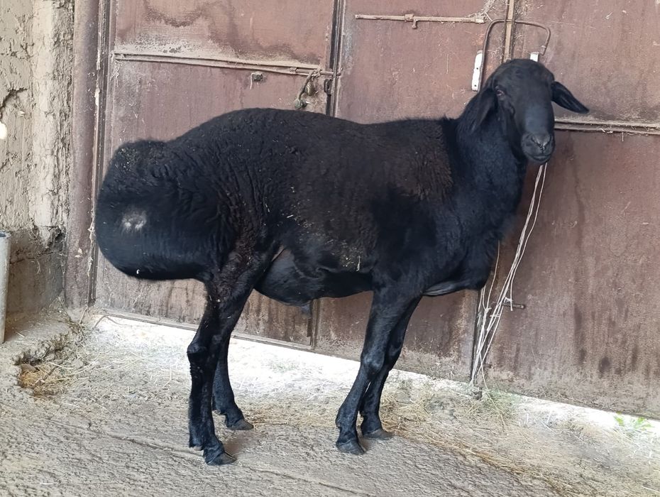 Таза гиссарский кошкар