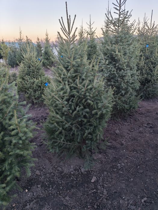 Ели, сосна, берёза, липа