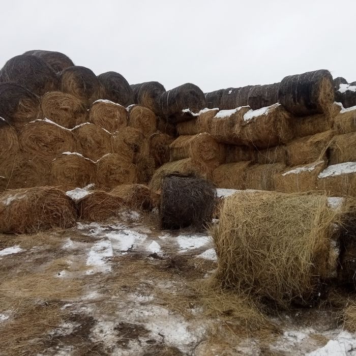 Сено житняк лютцерна рулоны