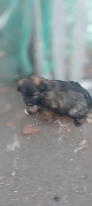 Щенки (Девочки)  Смешанной породы