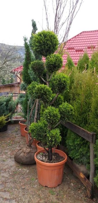 Amenajează-ți grădina cu plante exotice și decorative – Palmieri, Yucc