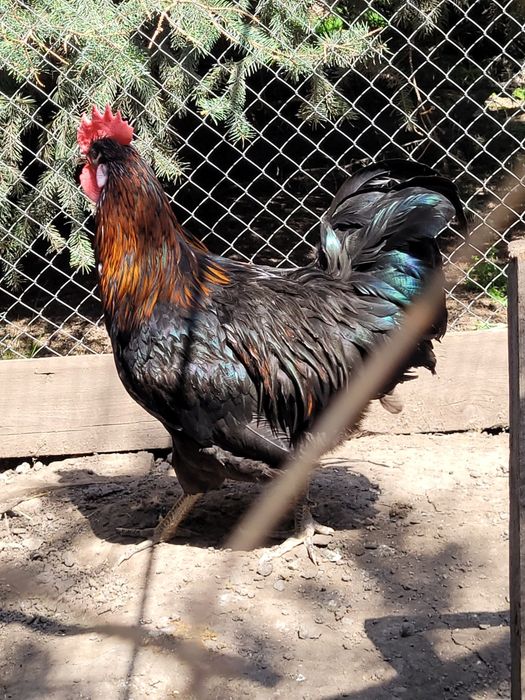 Продается петушок молодой