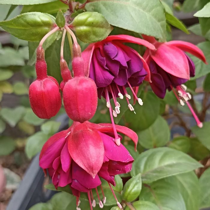 Укоренёные черенки махровых фуксий