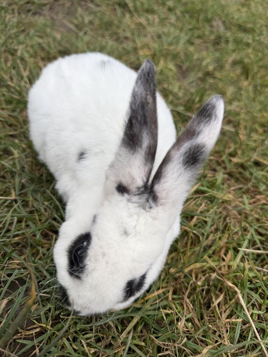 Iepuroi rex de vanzare