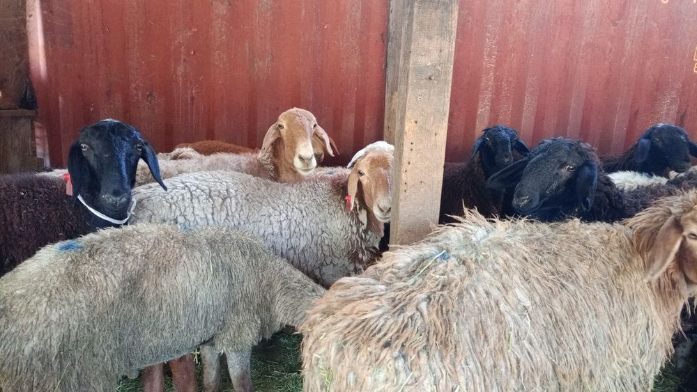 Семиз Кой сатылады продаётся отборные  бараны