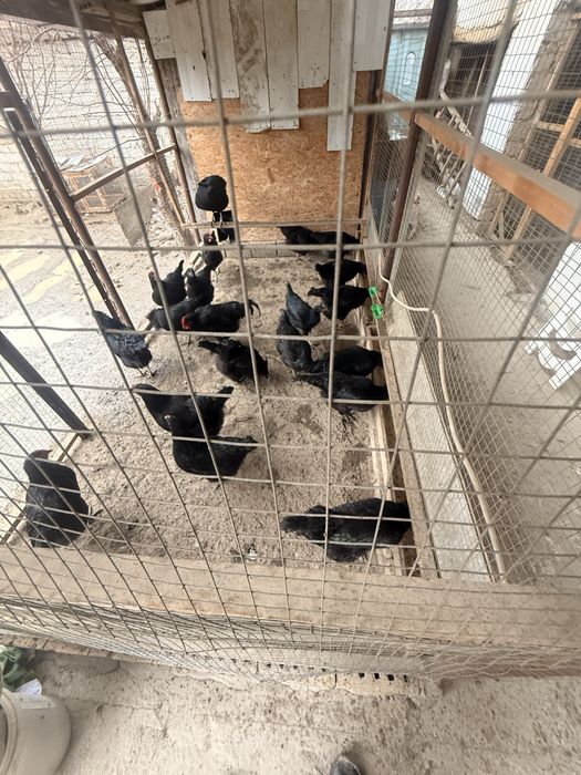 Qora shaxzoda tovuq toza zotli