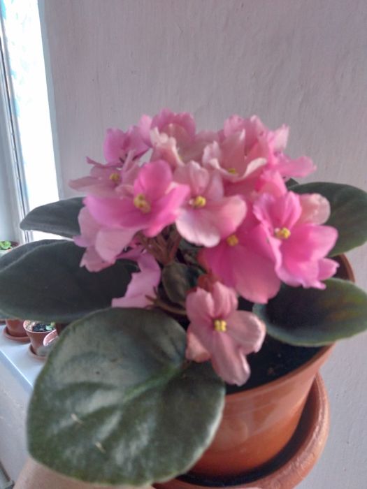 Цветущие Фиалки , молодые ростки.