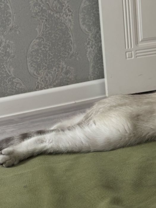 Шотландец котенок 4 месяцев