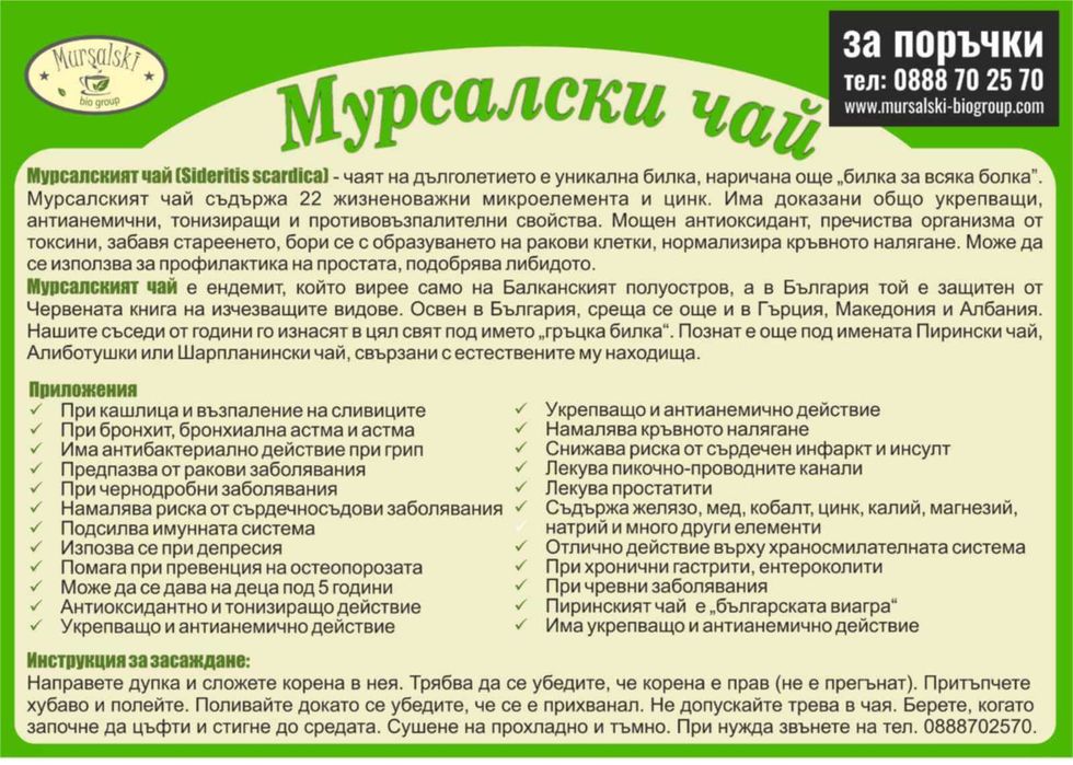 Мурсалски чай разсад