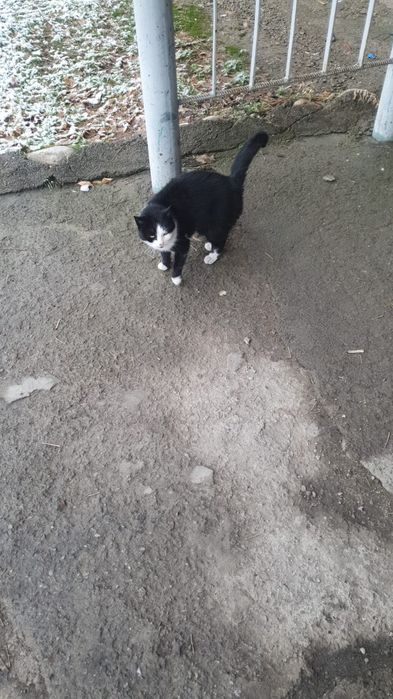 Кошка только в ответственые и добрые руки