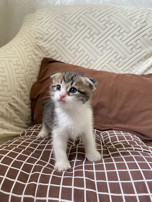 Вислоухий кот мальчик