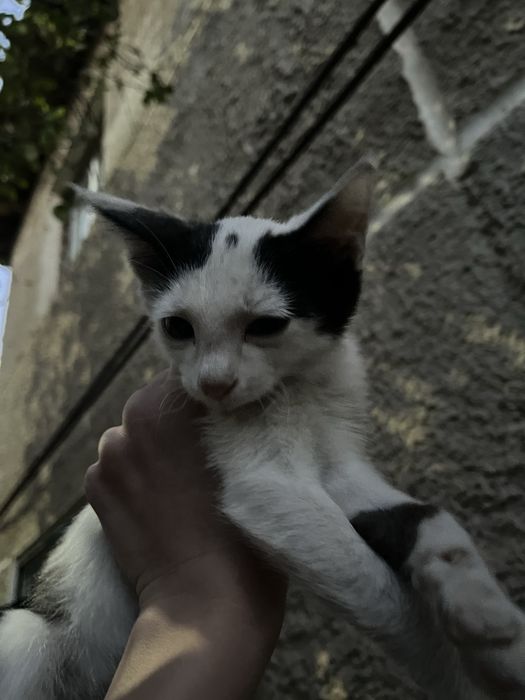 Котенок в добрые руки, мальчик